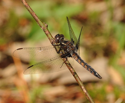 Male, immature
2009_05_05_Chattooga